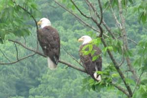 Bald Eagle