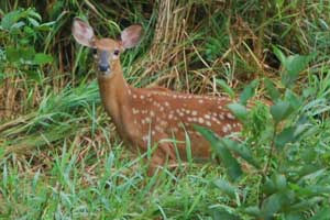 fawn