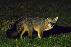Fox